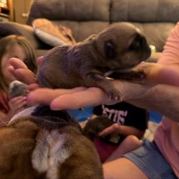 Arrow - Red female Bulldog puppy in Toccoa, Georgia from The Grooming Barn LLC/ Wet Dog Ranch