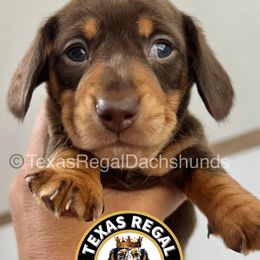Dachshund Puppies from Texas Regal Dachshunds LLC