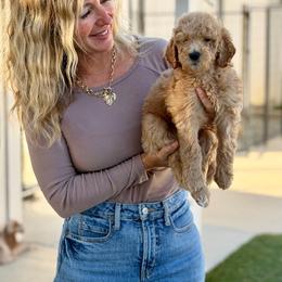 Cinderella - Brown female Bernedoodle puppy in Yuba City, California from Ranch House Doodles