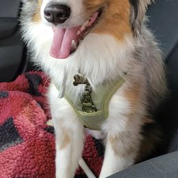 Miniature Australian Shepherds from Oli Bella Aussies