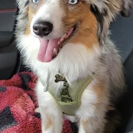 Miniature Australian Shepherds from Oli Bella Aussies