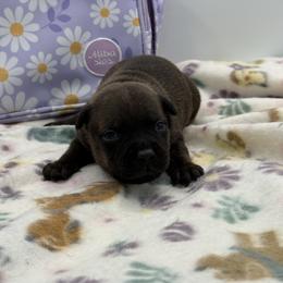 Male 2 - Brindle male Staffordshire Bull Terrier puppy in Lakeland, Florida from English Creek Staffords