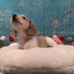 Atlas - Chocolate and cream male Dachshund puppy in Dothan, Alabama from Hot Diggity Doxies of Dothan