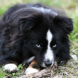 Ruger - Toy Australian Shepherd