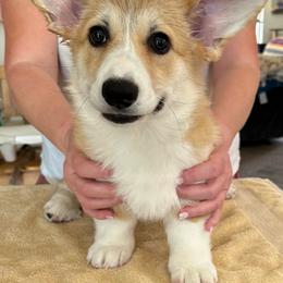 Plain - Red male Pembroke Welsh Corgi puppy in Gaston, Oregon from Timberside