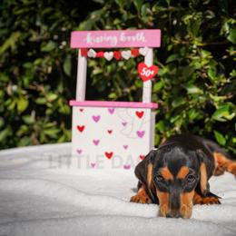 Kabuki - Black and tan female Dachshund puppy in Temecula, California from Naomi Magee's Dachshund Kennel