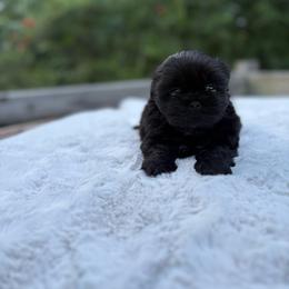 Coal - Black male Shih Tzu puppy in Garner, North Carolina from House of Paws Heritage Nursery