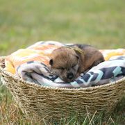 Girl 2 - Sesame Shikoku puppy in Pennsylvania from Aoiyama Sou Shikoku Kennel