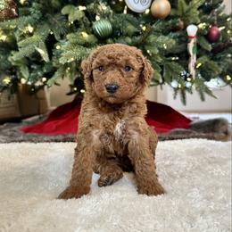 Male 2 - Apricot male Goldendoodle puppy in Brooksville, Florida from Kruger Doodles