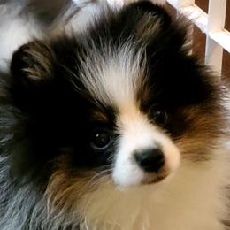 Betty - Black parti female Pomeranian puppy in Forsyth, Illinois from Amazing Grace Pomeranians