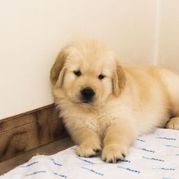 Golden Retriever Puppies from Honeysweet Goldens