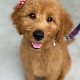 Goldendoodles from Barn House Doodles