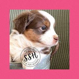 Miniature American Shepherd, Miniature Australian Shepherd, and Toy Australian Shepherd Puppies from Sunset Hill Mini & Toy Aussies
