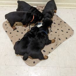 Rottweiler Puppies from Supreme Rottweilers