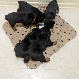 Rottweiler Puppies from Supreme Rottweilers