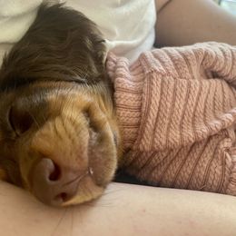 Dachshund Puppies from Dreaming of Dachshunds