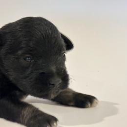 Sapphire - Black female Miniature Schnauzer puppy in Lebanon, Oregon from LJ Mini Schnauzers