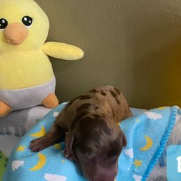 Dachshund Puppies from The Wienery