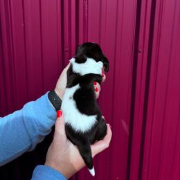 Girl 4 - tri color - Marnies litter - Black brown and white female Basset Hound puppy in Noblesville, Indiana from Russell Bassets