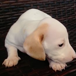 Bingo - Piebald male Dachshund puppy in Cedar Rapids, Iowa from Paulassillydogs