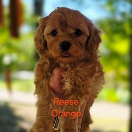 Girl 4 - Red female Cavapoo puppy in Lincolnton, North Carolina from Cuddable Pups