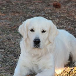 Sitka - Golden Retriever