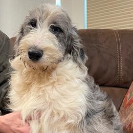 Koda - Aussiedoodle puppy from Love my doodles/ Aussiedoodle love