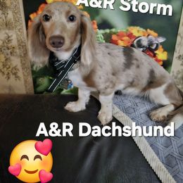 Storm - Dachshund