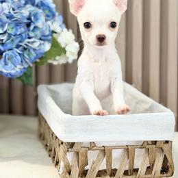 Max - Cream and white male Chihuahua puppy in Oviedo, Florida from ROYALCHIHUAHUAPUPPY