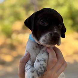 Glacier - Light Blue Collar - Liver and white female German Shorthaired Pointer puppy in Mokelumne Hill, California from Underhill GSP