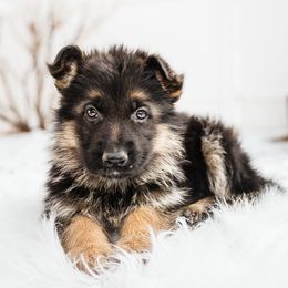German Shepherd Puppies from Highland German Shepherds