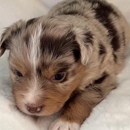 Vanilla - Red merle female Miniature Australian Shepherd puppy in Godley, Texas from Nana and Paws Aussies