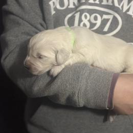 Boy pick 3 - Light golden male Golden Retriever puppy in Waterford, Pennsylvania from Living on Faiths Golden Retrievers