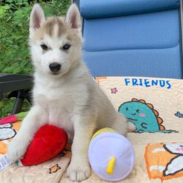 Siberian Husky Puppies from Canace Siberians