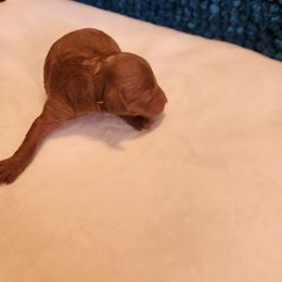 Percy - Red  male Poodle puppy in San Tan Valley, Arizona from Desert Storm Poodles