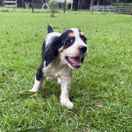 Girl 1 pink - Black white and tan female English Springer Spaniel puppy in Bonifay, Florida from Sherrouse English Springer Spaniels