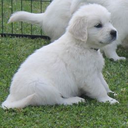 Golden Retriever Puppies from NorthCoastGoldenRetrieversLLC
