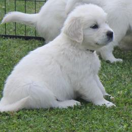 Golden Retriever Puppies from NorthCoastGoldenRetrieversLLC