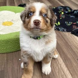 Sangria - Red merle female Australian Shepherd puppy in Fredericksburg, Virginia from Cooper Ridge Aussies