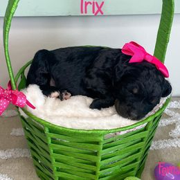 Bernedoodles, Cockapoos, Goldendoodles, and Poodles from Split Mountain Doodles