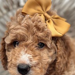Capri - Poodle puppy from Lavishly Loved Pets LLC