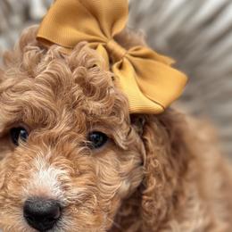 Capri - Poodle puppy from Lavishly Loved Pets LLC