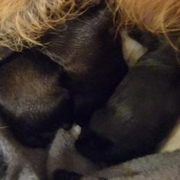 Brussels Griffon puppies from Fretwell's Fabulous Griffons