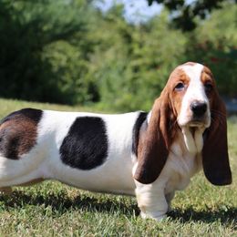 Violet - Black brown and white female Basset Hound puppy in Pollock, Missouri from Northstar