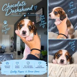 Mater - Piebald male Dachshund puppy in Slaton, Texas from Double T Dachshunds