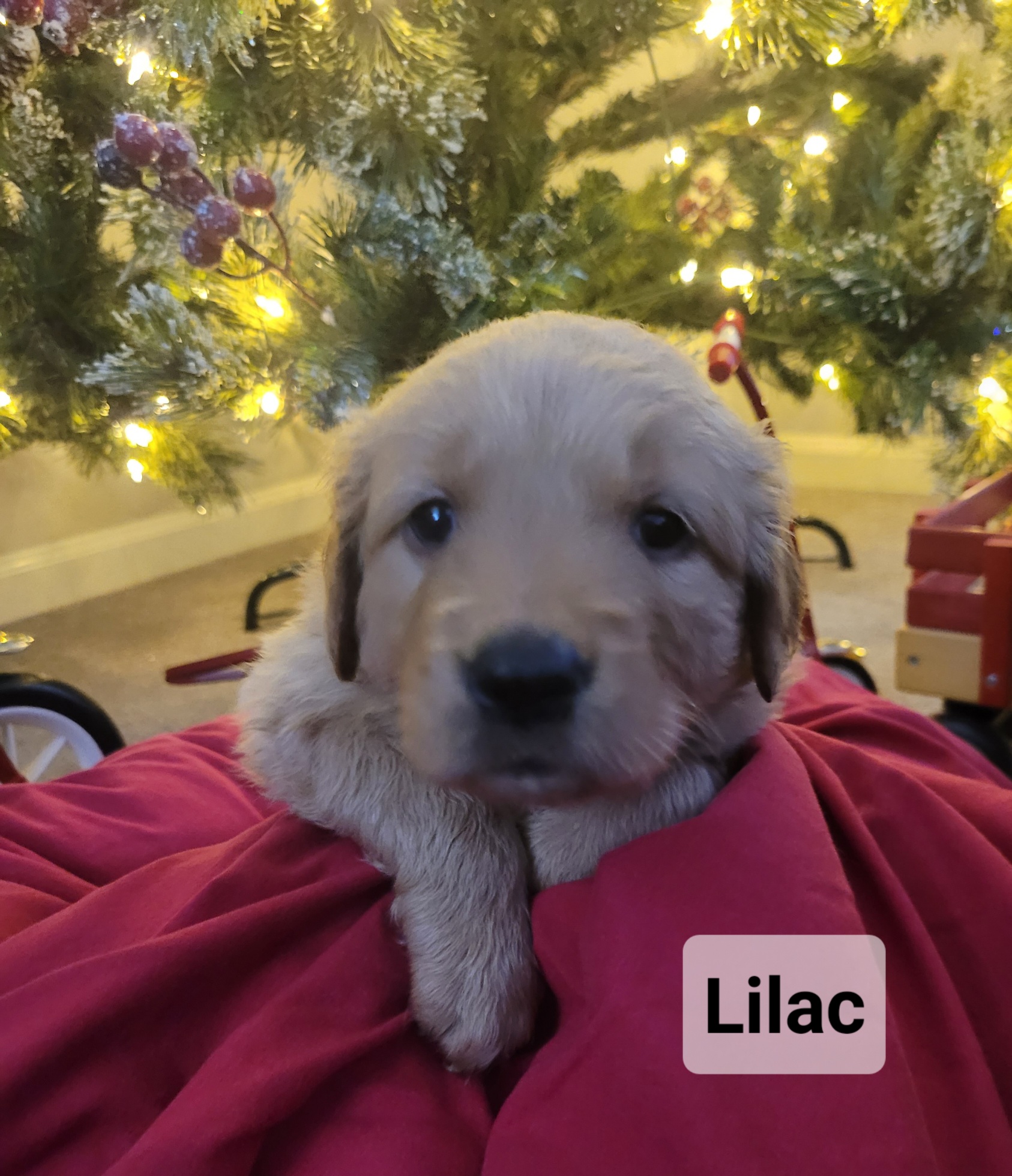 Golden Retriever Puppies from Catherine's Goldens