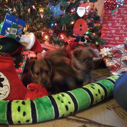Australian Terrier Puppies from Heartland Australian Terriers