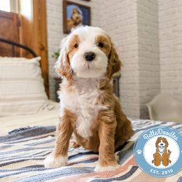 Goldendoodle Puppies from BellaDoodles