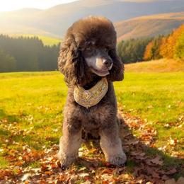 Gunner - Poodle