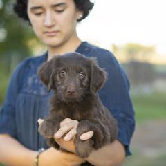 Boeing 777 - male Golden Mountain Doodle puppy in Seffner, Florida from Gold Diamond Pup